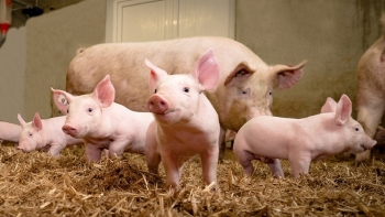 Giá heo hơi giảm nhẹ tại một vài địa phương