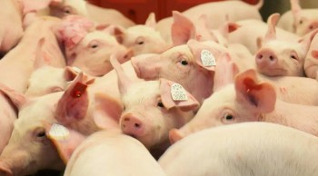 Giá heo hơi đi ngang trên cả nước