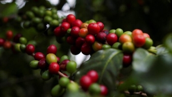 Giá cà phê tiếp tục lao dốc, robusta thấp nhất 13 tháng
