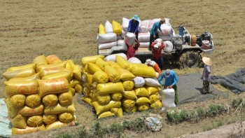 Gạo Việt tìm chỗ đứng bền vững toàn cầu