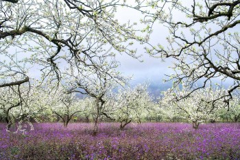 Mở rộng tín dụng khuyến khích nông nghiệp hữu cơ, tuần hoàn