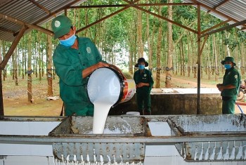 Cao su Việt Nam trước ngưỡng cửa chuyển mình