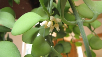 Cây tai chuột – dược liệu quý từ thiên nhiên