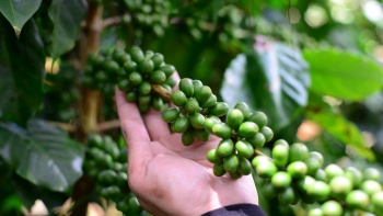 Giá cà phê thế giới giảm sâu, trong nước chạm đáy hơn một năm