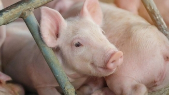 Giá heo hơi giảm nhẹ ở miền Trung – Nam