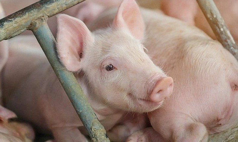 giá heo hơi duy trì ổn định trên cả nước trong sáng nay. 