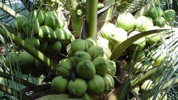 Ngành dừa trước ngưỡng tái cấu trúc bắt buộc