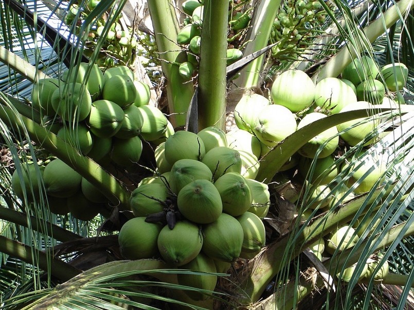 Người trồng dừa áp dụng phương pháp canh tác hữu cơ, chú trọng chăm sóc và bón phân hợp lý để nâng cao chất lượng và đáp ứng tiêu chuẩn xuất khẩu. Người trồng dừa áp dụng phương pháp canh tác hữu cơ, chú trọng chăm sóc và bón phân hợp lý để nâng cao chất lượng và đáp ứng tiêu chuẩn xuất khẩu.