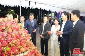 Xây dựng thương hiệu “Thanh long Sơn La”