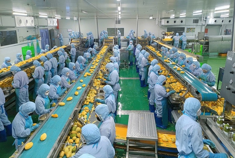 Sầu riêng giảm tốc kéo lùi toàn ngành rau quả Sầu riêng giảm tốc kéo lùi toàn ngành rau quả