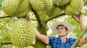 Xuất khẩu sầu riêng và bài toán chất lượng bền vững