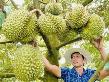 Xuất khẩu sầu riêng và bài toán chất lượng bền vững