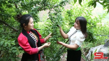 Thành phố Sơn La vào mùa thu hoạch mận tam hoa