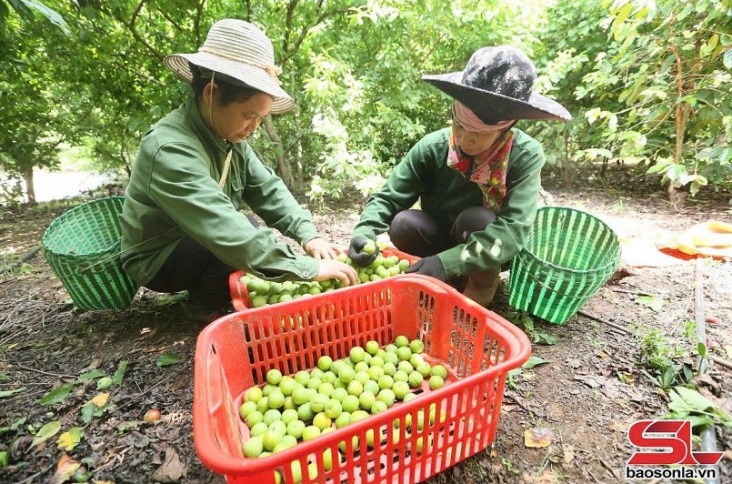 Thành phố vào mùa thu hoạch mận tam hoa Thành phố vào mùa thu hoạch mận tam hoa
