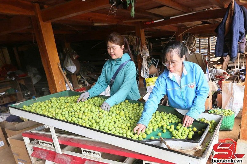 Thành phố vào mùa thu hoạch mận tam hoa Thành phố vào mùa thu hoạch mận tam hoa