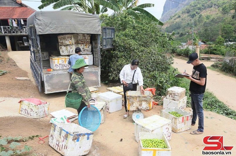 Thành phố vào mùa thu hoạch mận tam hoa Thành phố vào mùa thu hoạch mận tam hoa