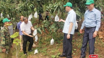 Bao quả - tăng giá trị kinh tế