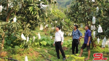 Sơn La: Huyện Mường La chủ động phương án tiêu thụ, xuất khẩu nông sản