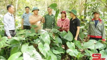 Cà Nàng chuyển hướng sản xuất nông nghiệp