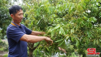 Vân Hồ tập trung chăm sóc cây ăn quả