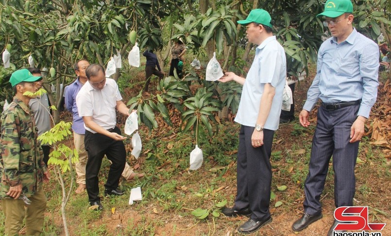 Cán bộ phòng chuyên môn huyện Yên Châu hướng dẫn nhân dân kỹ thuật bao quả xoài.