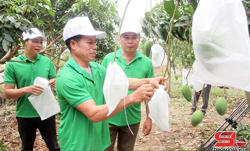 Nông dân xã Mường Bú bao quả xoài, đảm bảo tiêu chuẩn xuất khẩu.