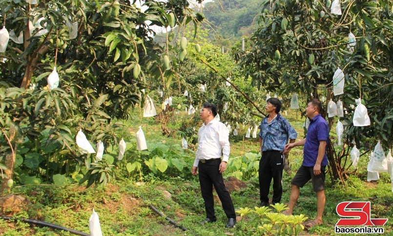 Cán bộ Phòng Nông nghiệp và Môi trường huyện Mường La hướng dẫn nông dân chăm sóc xoài theo tiêu chuẩn VietGAP.