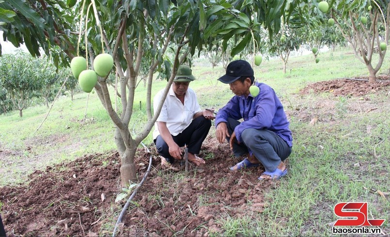 HTX Nông nghiệp Xuân Tiến, xã Sặp Vạt, hướng dẫn thành viên lắp đặt hệ thống tưới tiết kiệm cho xoài tròn.