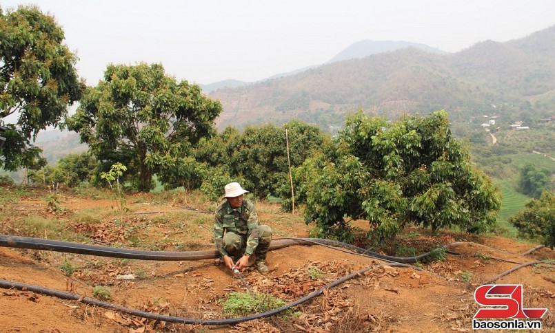 Thành viên HTX Hoa Mười, xã Chiềng Khoong, huyện Sông Mã, áp dụng hệ thống tưới tiết kiệm cho vườn nhãn.