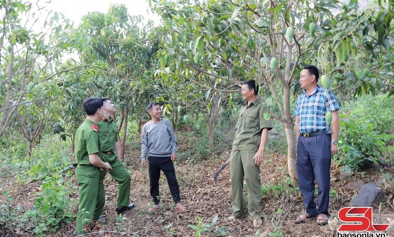 Mô hình trồng Xoài Đài Loan của nông dân bản Lâm, xã Chiềng San, huyện Mường La.