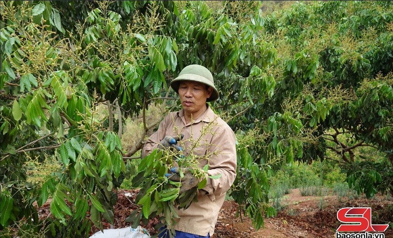 Nông dân xã Mường Bú, huyện Mường La, kiểm tra sâu bệnh trên cây nhãn.