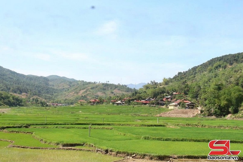 Cánh đồng lúa của xã Cà Nàng, huyện Quỳnh Nhai.