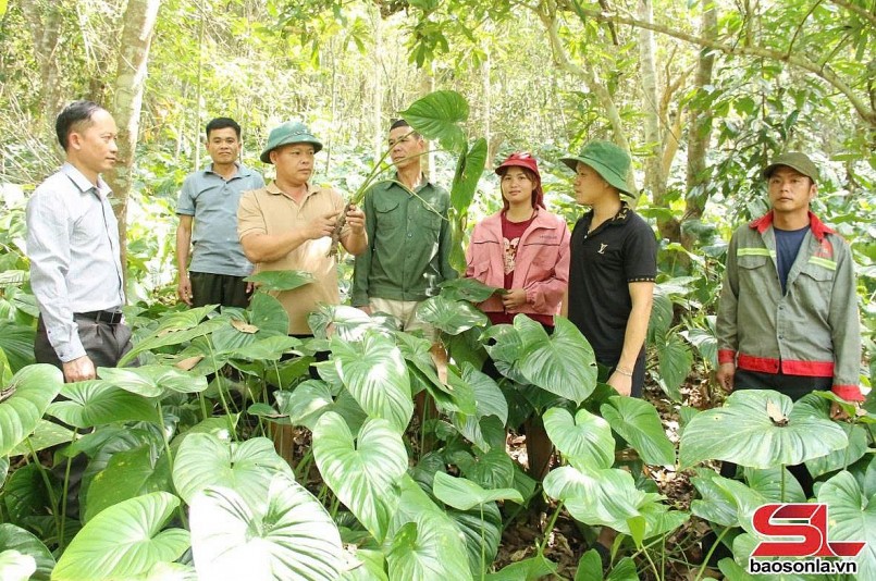 Mô hình trồng dược liệu dưới tán rừng của Hợp tác xã Nhân Thuận, xã Cà Nàng, huyện Quỳnh Nhai.