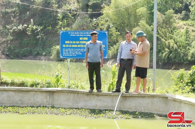 Mô hình nuôi ba ba gai tại xã Cà Nàng, huyện Quỳnh Nhai.