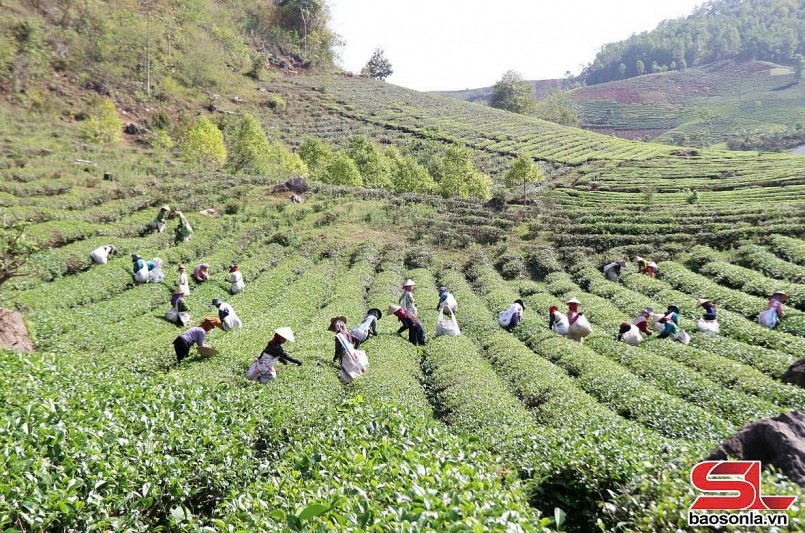 Sản xuất nông nghiệp xanh, bền vững ở Mường Sang