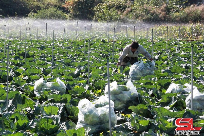 Sản xuất nông nghiệp xanh, bền vững ở Mường Sang