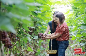 Sản xuất nông nghiệp xanh, bền vững ở Mường Sang