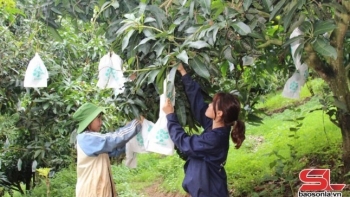 Xây dựng mã số vùng trồng cho các loại nông sản