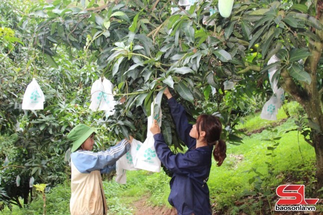 HTX Dịch vụ nông nghiệp xoài Sông Mã sử dụng túi bao quả.