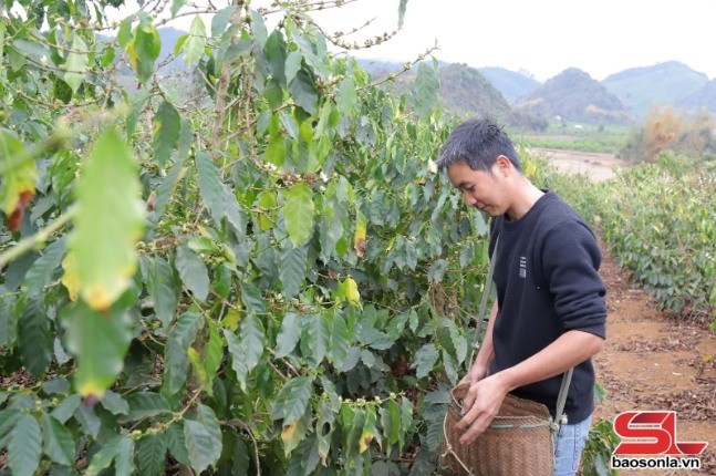 Thành viên HTX Cà phê Bích Thao chăm sóc cà phê xuất khẩu. 