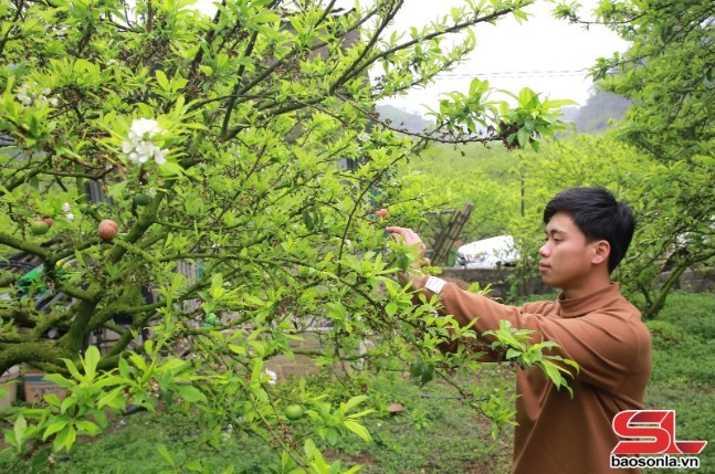 Nông dân phường Cờ Đỏ, thị xã Mộc Châu chăm sóc cây mận ra qua rải vụ.