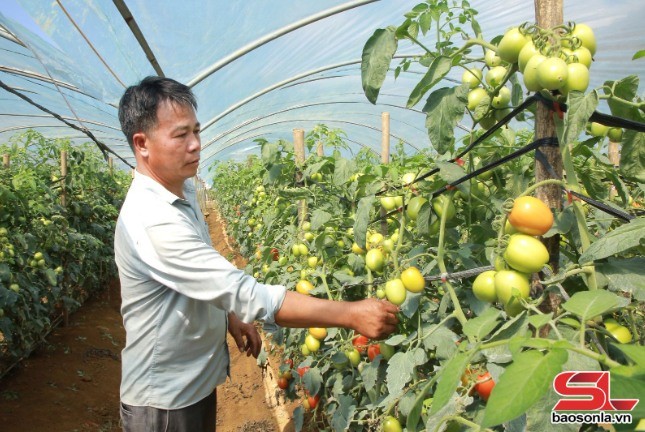 Nông dân phường Đông Sang, thị xã Mộc Châu trồng cà chua trong nhà lưới.