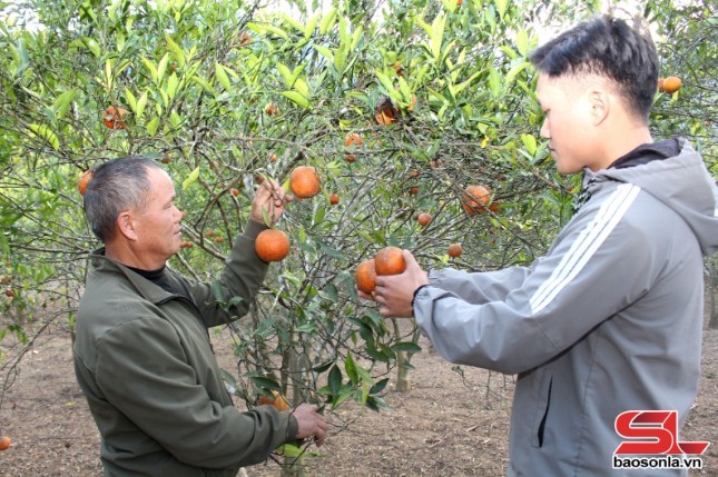 Nông dân bản Nà Mòn, xã Mường Và, huyện Sốp Cộp thu hoạch cam. Ảnh: Trần Hiền Nông dân bản Nà Mòn, xã Mường Và, huyện Sốp Cộp thu hoạch cam. Ảnh: Trần Hiền