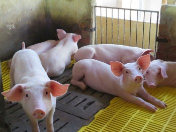 Giá heo hơi tiếp tục ổn định trên toàn quốc