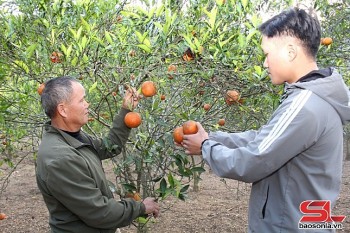 Sốp Cộp hình thành các vùng sản xuất nông nghiệp tập trung