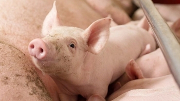 Giá heo hơi chạm mốc thấp nhất 67.000 đồng/kg