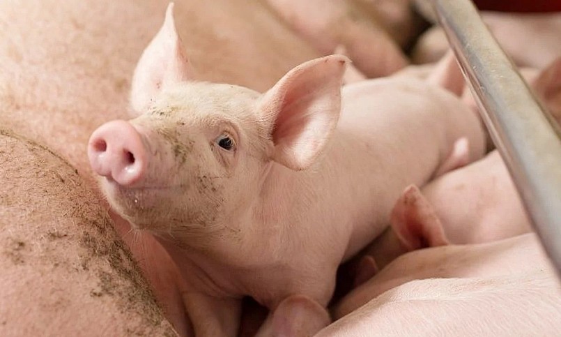 Giá giảm sâu trong khi chi phí đầu vào vẫn cao khiến người chăn nuôi dè dặt tái đàn, đối mặt nguy cơ thua lỗ kéo dài.