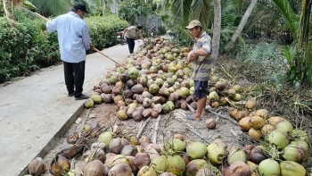 Ngành dừa tỷ đô và nghịch lý nhập khẩu