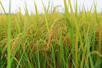 Chuyển đổi tư duy canh tác trong trồng trọt