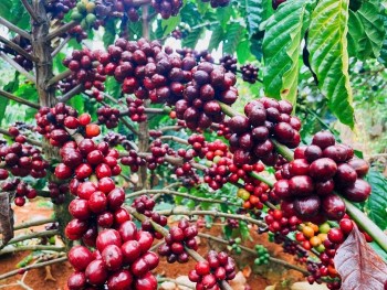 Truy xuất nguồn gốc – “Tấm vé thông hành” vào EU